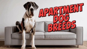 Dog Breeds Restricted by Apartments